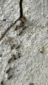 AMPM Exterminators - Photo 7 - Car repair in Seattle, WA, Seattle