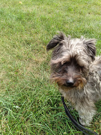 JJJ PETSITTING - Photo 5 - Car repair in , Johnson City