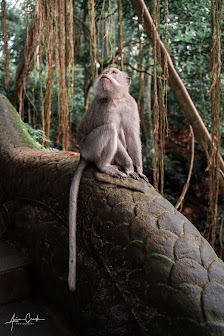 Mauritius Primate Rescue Inc 