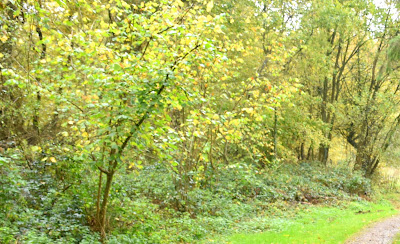forêt de la Capelle à La Capelle-lès-Boulogne