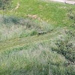 Photo n° 8 de l'avis de Prénom.O fait le 12/06/2024 à 08:34 pour Orme Paysage à Richardménil