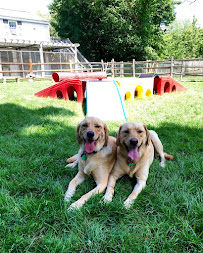 Marta's Vineyard Canine Resort - Photo 3 - Car repair in Brookfield, CT, Bridgeport