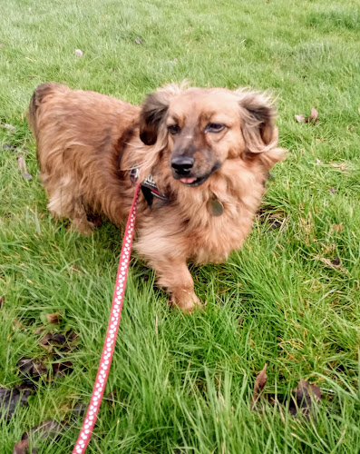 Rosy Paws Edinburgh - Dog trainer