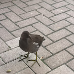 Photo n°3 de l'avis de Gui.o fait le 28/10/2020 à 18:57 sur le  Charlottensee Grill&Café à Bad Iburg