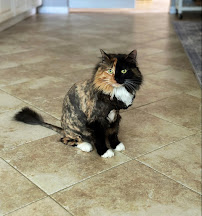 Golf Rose Pet Lodge and Grooming - Photo 9 - Car repair in Schaumburg, IL, Elgin