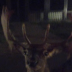 Photo n°2 de l'avis de Sacchini.i fait le 24/02/2023 à 23:24 sur le  Ristorante Poldino à Pisa