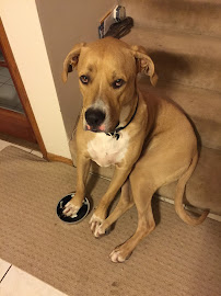 Veterinarian Recommended Solutions - Photo 9 - Car repair in Blue Bell, PA, York