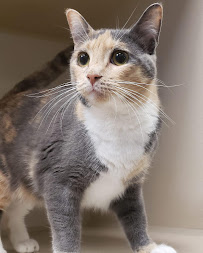 Petz Plaza - Photo 4 - Car repair in Baton Rouge, LA, Baton Rouge