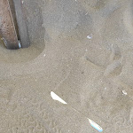 Photo n°1 de l'avis de Andrea.i fait le 29/06/2023 à 10:58 sur le  Bagno Tiki 26 Rimini à Rimini