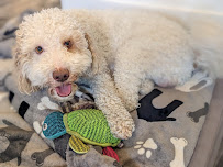 Sit & Stay Pet Care - Photo 4 - Car repair in , Port St. Lucie