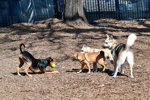 Herbert Von King Park Dog Run image 1
