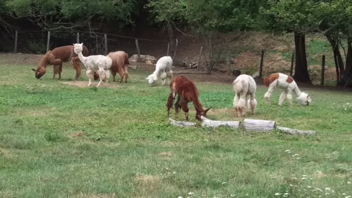 Les Lamas et alpagas de Lafayette
