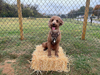 Home Run Pet Care - Photo 8 - Car repair in , Nashville