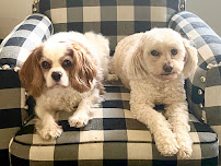 Precious Pets Pet Care - Photo 1 - Car repair in , St. Petersburg