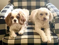 Precious Pets Pet Care - Car repair in , St. Petersburg - Rated 5.0/5