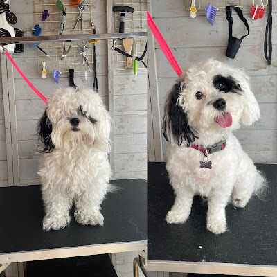 Belles boutique Dog Groomingg