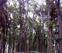 Suko Pinus Banyuwangi photo