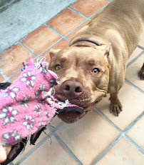 At a Tail's Pace | Dog Walking & Pet Sitting - Photo 7 - Car repair in , Los Angeles