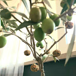 Photo n°4 de l'avis de alessia.n fait le 28/11/2021 à 14:38 sur le  Syntesi Ristorante à Nettuno