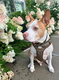 PCBA VET TECH SITTERS, LLC - Photo 5 - Car repair in Stamford, CT, Stamford