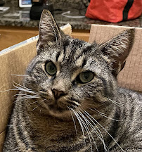 Claws and Paws Pet Sitting - Photo 8 - Car repair in Dover, DE, Dover