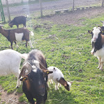 Photo n°29 de l'avis de Patrizia.r fait le 07/02/2021 à 09:18 sur le  La Fattoria di Valentino à Frattocchie