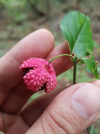 Park «Bechtel Park», reviews and photos, Naamans Rd, Claymont, DE 19703, USA
