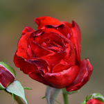 Photo n°1 de l'avis de Roger1. fait le 09/11/2021 à 10:55 sur le  Hotel Zur Mühle à Bad Breisig