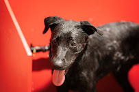 The Dog Stop - Huntsville, Alabama - Photo 9 - Car repair in Huntsville, AL, Huntsville