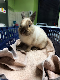 Photo n°9 de Cabinet Vétérinaire Armand Dutreix à Limoges ()
