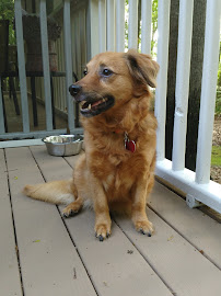 Sarah's Pet Care & Services - Photo 1 - Car repair in , Wilmington