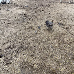 Photo n°1 de l'avis de Renato.o fait le 16/08/2022 à 20:26 sur le  Agriturismo il Pivione à Brebbia