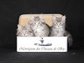 Chats norvégiens des Coteaux de Bry : chats et chatons norvégiens Bry-sur-Marne