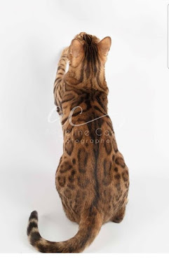chatterie felix-felicis bengal à Aubenton