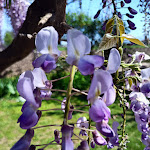 Photo n°5 de l'avis de Irene.a fait le 15/04/2024 à 06:35 sur le  Martin Pescatore Lago Ristorante Bar à Roatta