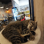 Photo n°3 de l'avis de Bellona.3 fait le 10/05/2023 à 20:31 sur le  Dr. Cat - Pet Lounge Bistrot à Brescia