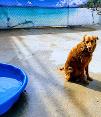 Z Dog Daycare - Photo 8 - Car repair in Philadelphia, PA, Philadelphia