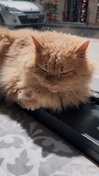 Photo n°61 de Le GentleCat-bar à chats-brunch-restaurant-salon de thé (interdit moins de 12 ans) à Lyon ()