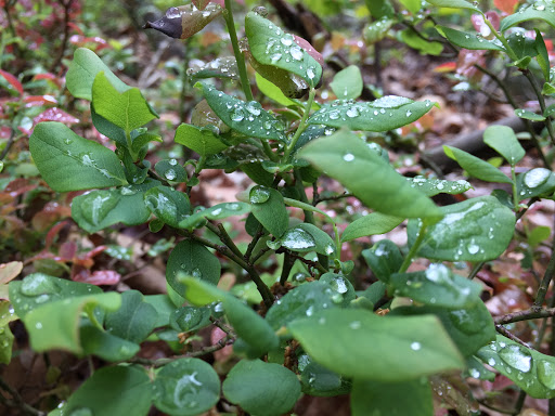 Nature Preserve «Eidolon Nature Preserve», reviews and photos, 2146 Orleans Rd, Great Cacapon, WV 25422, USA