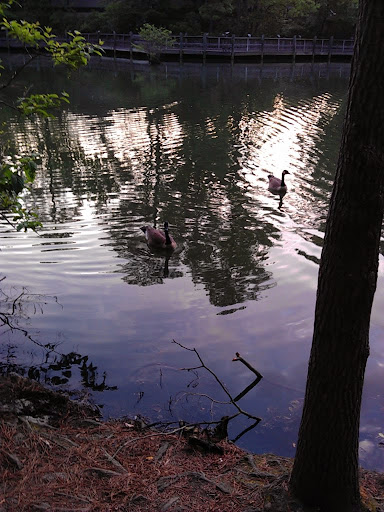 Nature Preserve «Lake Maury Natural Area», reviews and photos, Gatewood Rd, Newport News, VA 23601, USA