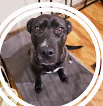 The DogFather Behavioral and Training Center - Photo 6 - Car repair in Laporte, CO, Fort Collins