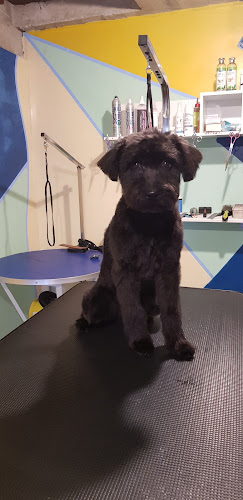 Comentarii opinii despre Passion For Pets Salon Canin