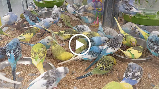 Pet Store «B & B Pet Stop, Inc.», reviews and photos, 5035 Cottage Hill Rd, Mobile, AL 36609, USA