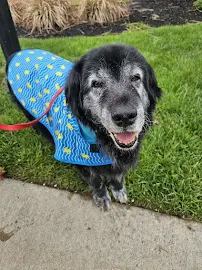 Stay At Home Pet Services LLC - Car repair in Cincinnati, OH, Cincinnati - Rated 5.0/5