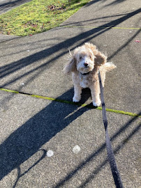 Pawsitively Reliable Pet Service - Photo 4 - Car repair in Gilbert, AZ, Mesa