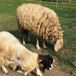 Photo n°5 de l'avis de Carlo.i fait le 25/10/2020 à 14:24 sur le  Agriturismo Le Gazze à Camposanto