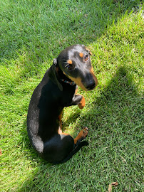 Bow-Wow-Meow Pet Sitting - Photo 3 - Car repair in , Harrisburg