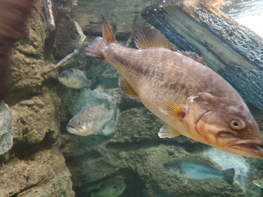 Grocery Store «Food Lion», reviews and photos, 2724 Fairground Rd, Goochland, VA 23063, USA