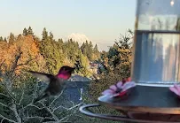 Ascher & Denton - Family Law Attorneys - Car repair in Olympia, WA, Olympia - Rated 4.0/5