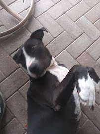 Pop-A-Lock of Fort Myers - Photo 8 - Car repair in , Cape Coral